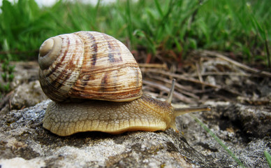 Snail in the Grass