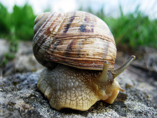 Snail in the Grass