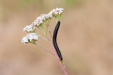 Tausenfüsser am Stengel einer weißen Blüte