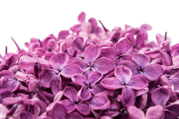 Fototapeta premium Beautiful lilac flowers