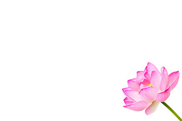 The Lotus Flower.White Background.Shooting location is the Sankeien in Yokohama, Kanagawa Prefecture Japan.