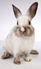 Easter rabbit