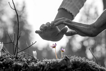Hands nurturing a small spring flower on a rock