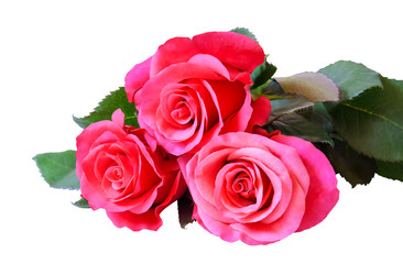 Pink roses bunch isolated on white background