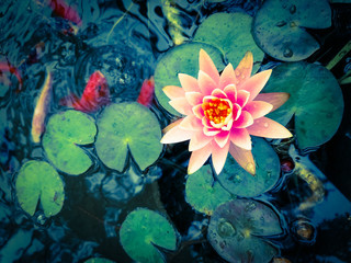 Lily Pad Bloom