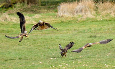 Birds
