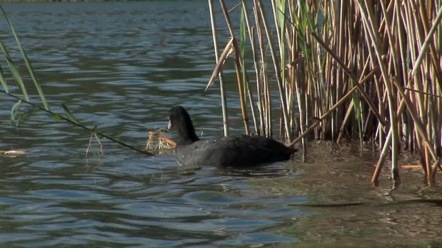 Folaga nel lago vicino al canneto