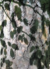 тень от молодой зеленой листвы на стволе сосны © yulanaom