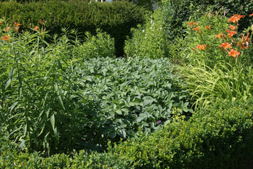Kartoffelpflanzen im Bauerngarten