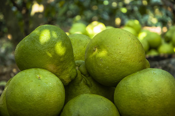 The pomelos fruit closeup

