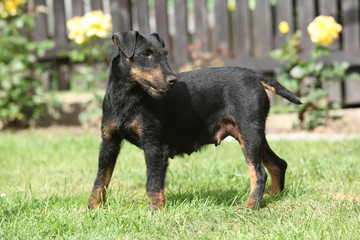 Beautiful German Hunting Terrier in the garden