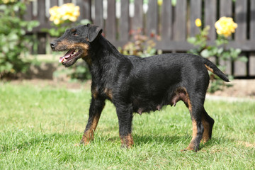 Beautiful German Hunting Terrier in the garden