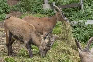 Junger Steinbock beim Grasfressen in einem Gehege