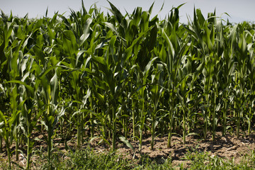 Corn field sunny summer day. Close-up. Focus on foreground