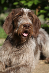 Portrait of Italian Wire-haired Pointing Dog
