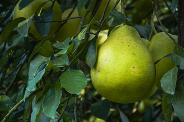 The pomelos fruit closeup
