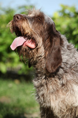 Italian Wire-haired Pointing Dog sitting in the garden