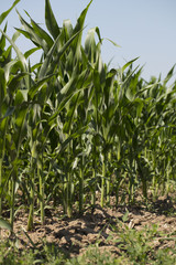 Corn field sunny summer day. Close-up. Focus on foreground