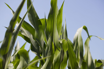 Corn field sunny summer day. Close-up. Focus on foreground