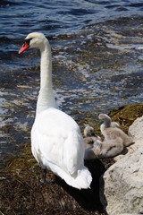 Swan family in spring, Sweden