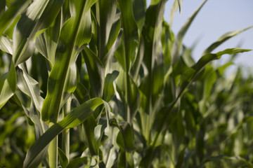 Fototapeta na wymiar Corn field sunny summer day. Close-up. Focus on foreground