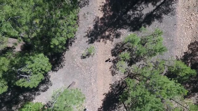 Drone Woods Landscape