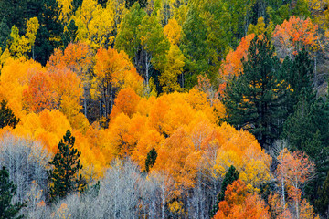Carson Pass Aspens