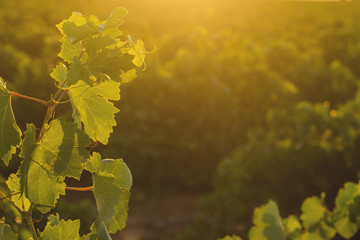 Obraz premium vineyard