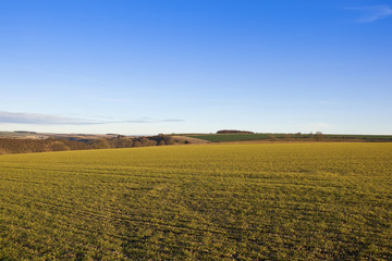 autumn landscape with wheat