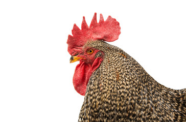 Rooster Isolated On White.