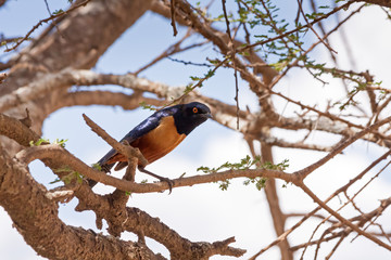 Shelley Starling (Lamprotornis shelleyi) sits on acacia branch. Olduvai Gorge, Tanzania, Africa. 
