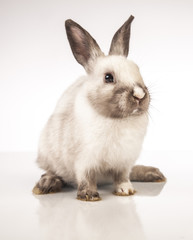 Obraz premium Easter rabbit