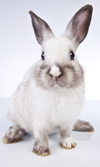 Easter rabbit