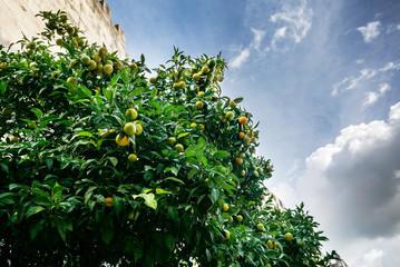 Fototapeta na wymiar Mandarines on the tree at the city street