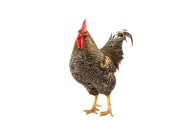 Rooster Isolated On White.