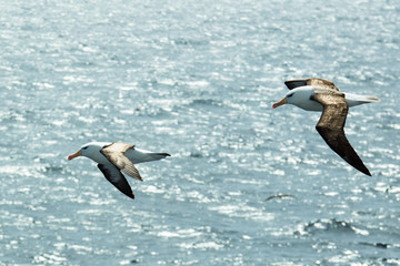 Fototapeta na wymiar Gulls flying