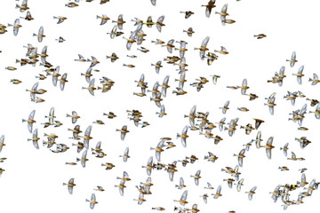 flock of birds flying on a white background