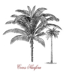 Naklejka premium The coconut palm produces a fruit with a large quantity of water, which can be used to produce oil from the kernel, charcoal from the shell and coir from the husk