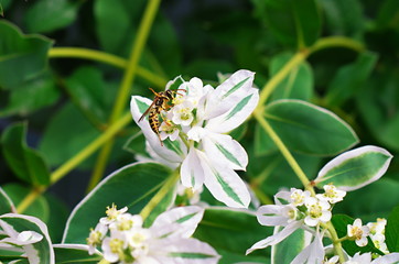 Wasp on a white flower poisonous milkweed