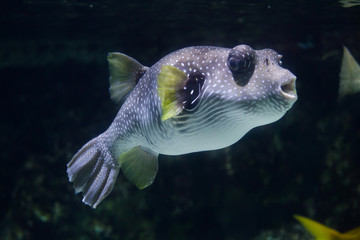 White-spotted puffer (Arothron hispidus).
