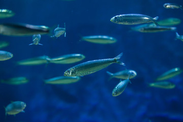 European pilchard (Sardina pilchardus).