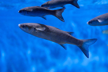 Thicklip grey mullet (Chelon labrosus)