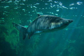 Naklejka premium Sand tiger shark (Carcharias taurus)