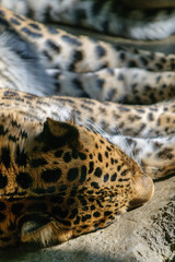 spotted tiger at Erie Zoo