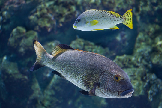 Brown sweetlips (Plectorhinchus gibbosus) and rubberlip grunt 