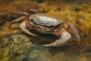 Blackback land crab (Gecarcinus lateralis)