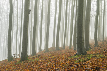 Autumn beech forest