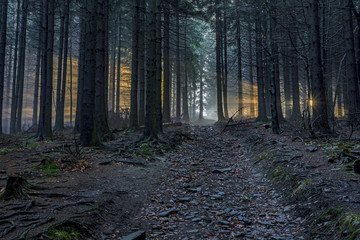 Spruce forest with sun rays