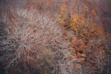 Trees in autumn / winter forest with red and orange leaves. Beautiful view to the colorful color trees in mountains