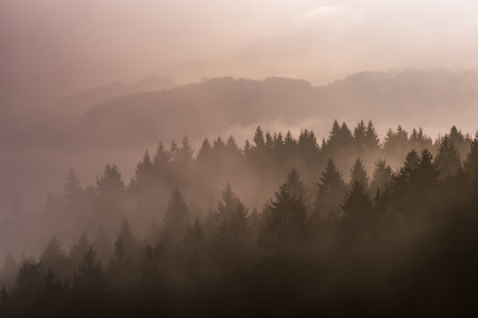 Fototapeta Foggy landscape with trees